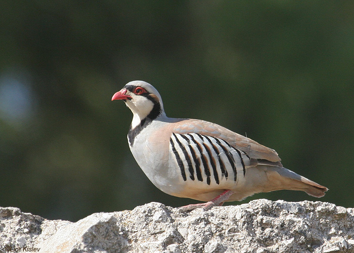   Chukar  Alectoris chukar                                   ,  , 2009.: 